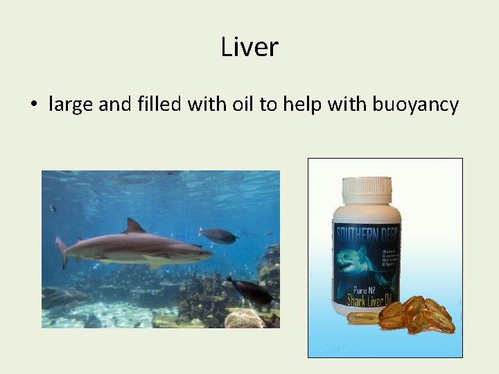 Liver • large and filled with oil to help with buoyancy 