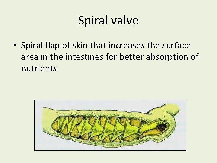 Spiral valve • Spiral flap of skin that increases the surface area in the