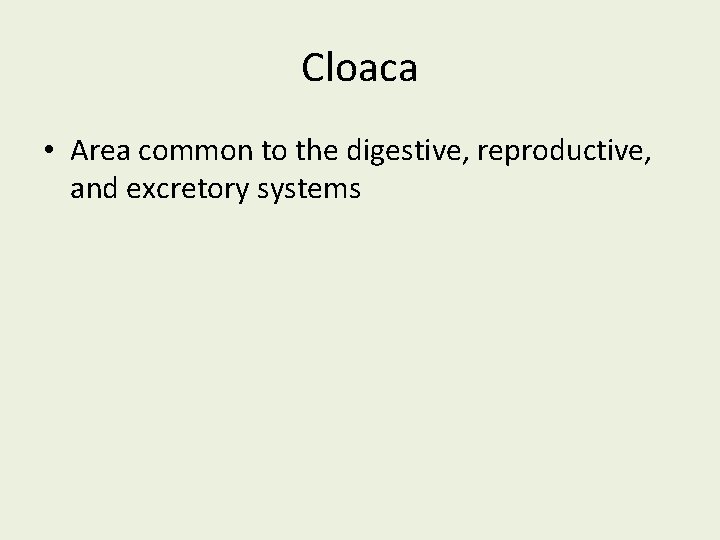 Cloaca • Area common to the digestive, reproductive, and excretory systems 