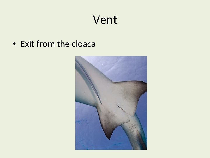 Vent • Exit from the cloaca 