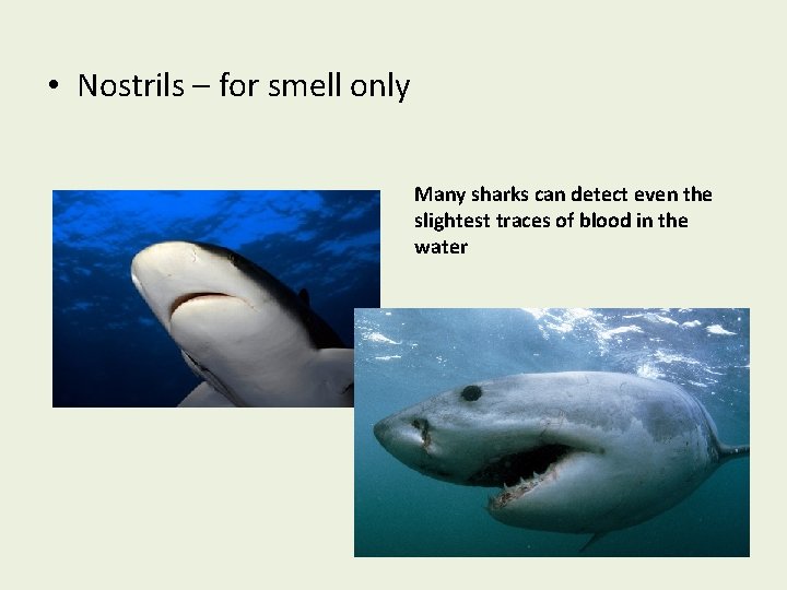  • Nostrils – for smell only Many sharks can detect even the slightest