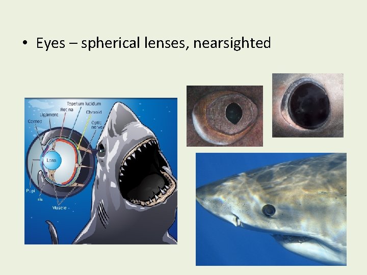  • Eyes – spherical lenses, nearsighted 