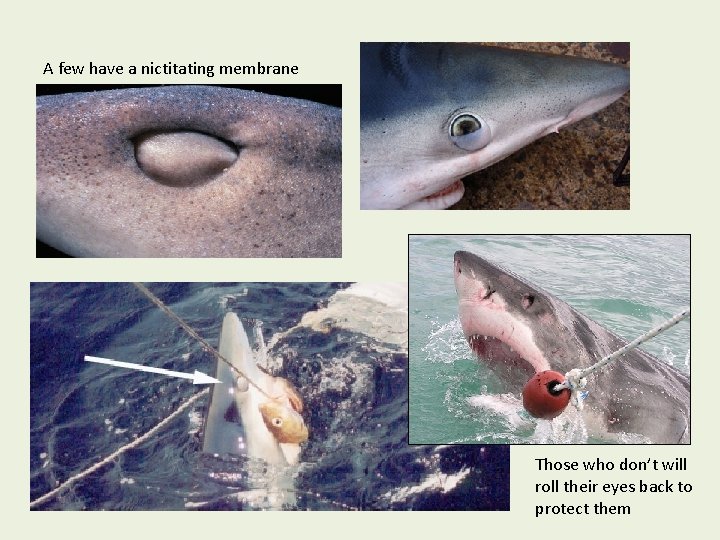 A few have a nictitating membrane Those who don’t will roll their eyes back