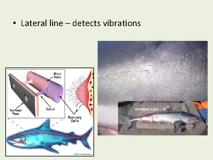  • Lateral line – detects vibrations 
