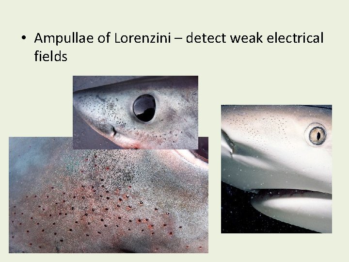  • Ampullae of Lorenzini – detect weak electrical fields 