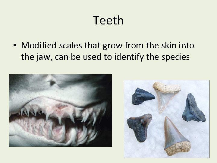 Teeth • Modified scales that grow from the skin into the jaw, can be