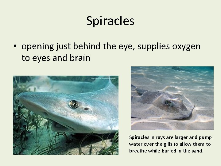 Spiracles • opening just behind the eye, supplies oxygen to eyes and brain Spiracles