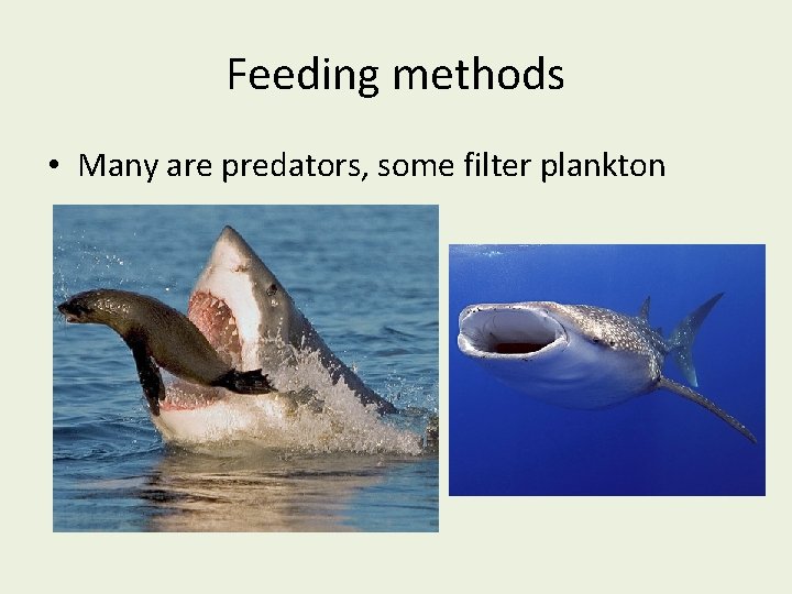 Feeding methods • Many are predators, some filter plankton 
