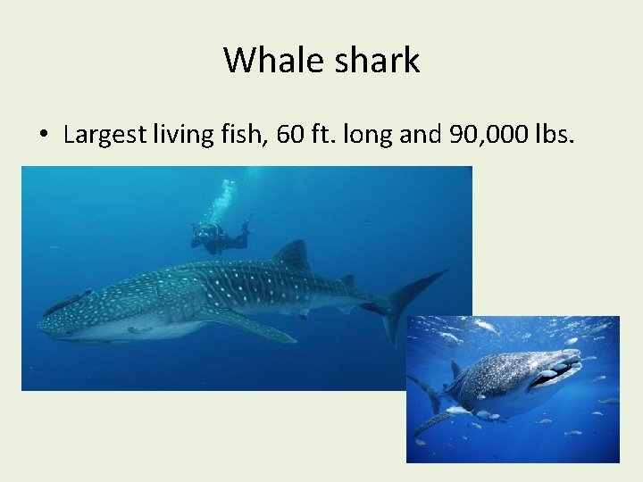 Whale shark • Largest living fish, 60 ft. long and 90, 000 lbs. 