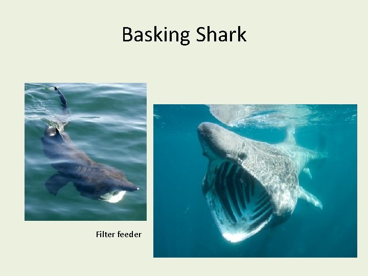 Basking Shark Filter feeder 