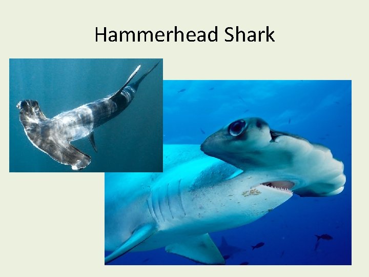 Hammerhead Shark 