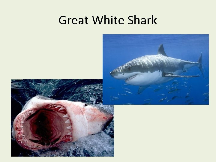 Great White Shark 