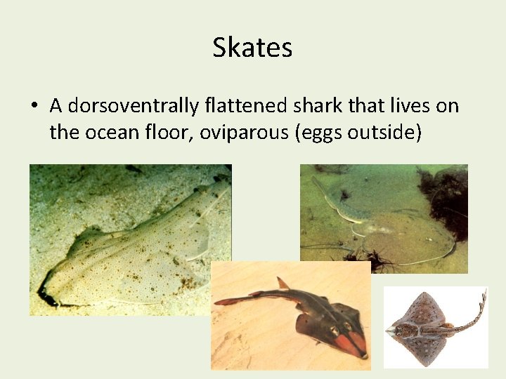 Skates • A dorsoventrally flattened shark that lives on the ocean floor, oviparous (eggs