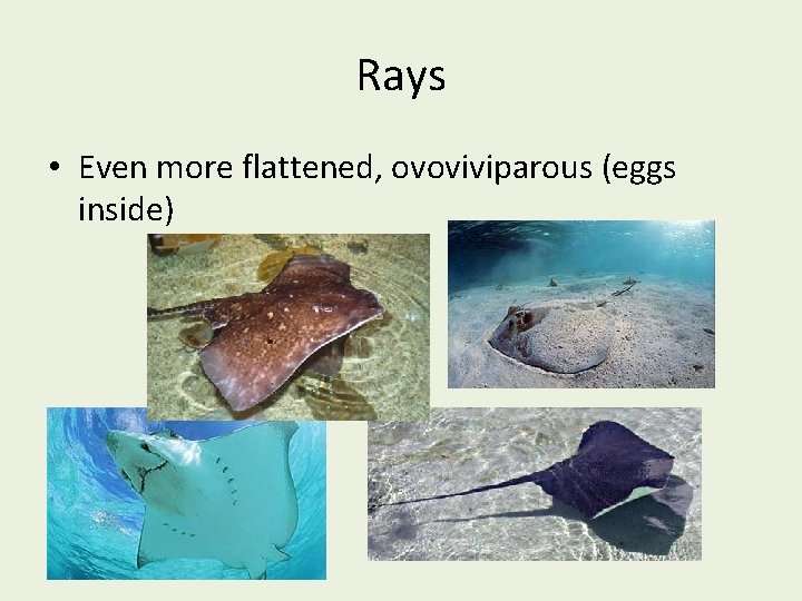 Rays • Even more flattened, ovoviviparous (eggs inside) 