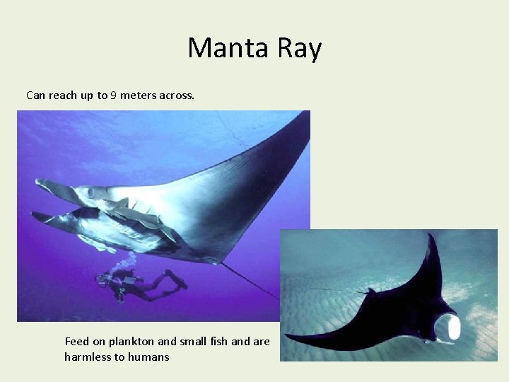 Manta Ray Can reach up to 9 meters across. Feed on plankton and small