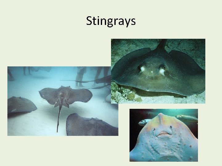 Stingrays 
