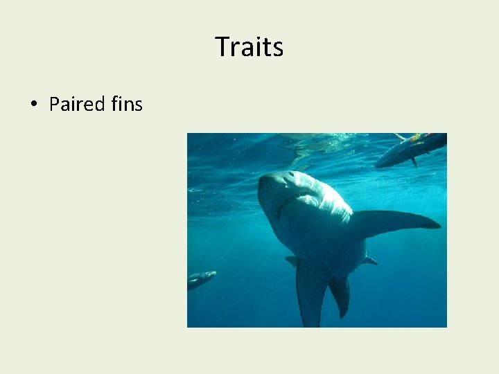 Traits • Paired fins 