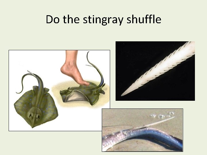 Do the stingray shuffle 