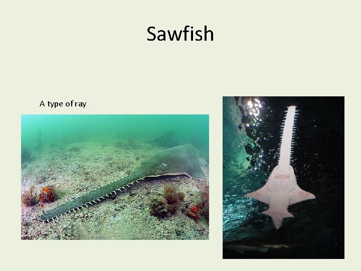 Sawfish A type of ray 