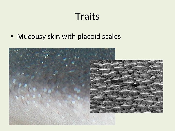 Traits • Mucousy skin with placoid scales 