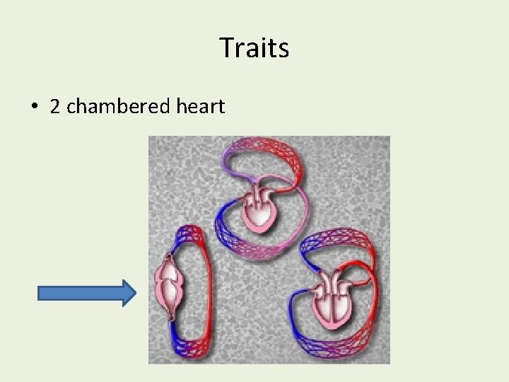 Traits • 2 chambered heart 