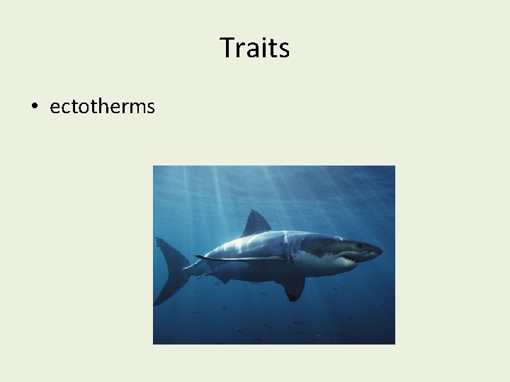 Traits • ectotherms 