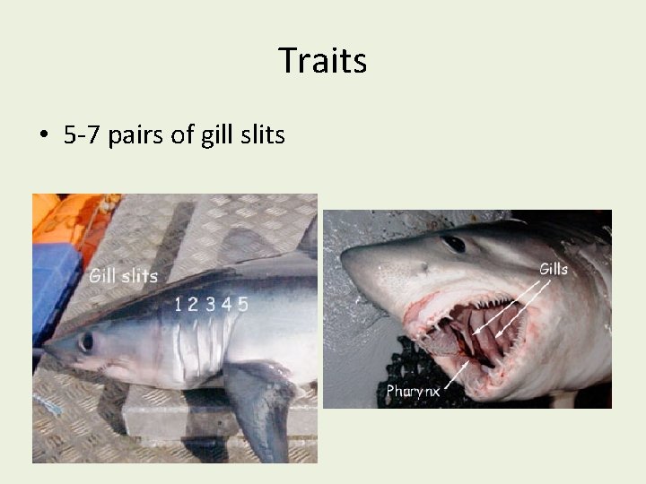 Traits • 5 -7 pairs of gill slits 
