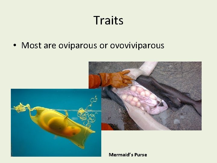Traits • Most are oviparous or ovoviviparous Mermaid’s Purse 