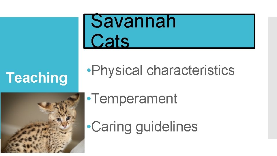 Savannah Cats Teaching • Physical characteristics • Temperament • Caring guidelines 