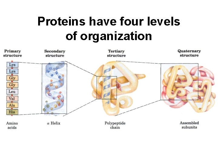 Proteins have four levels of organization 