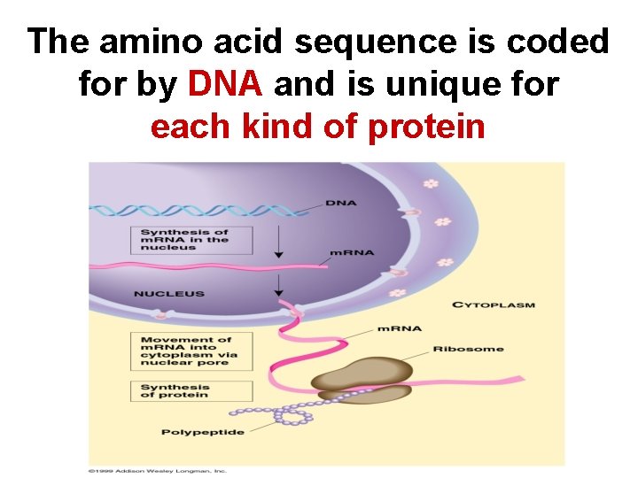 The amino acid sequence is coded for by DNA and is unique for each