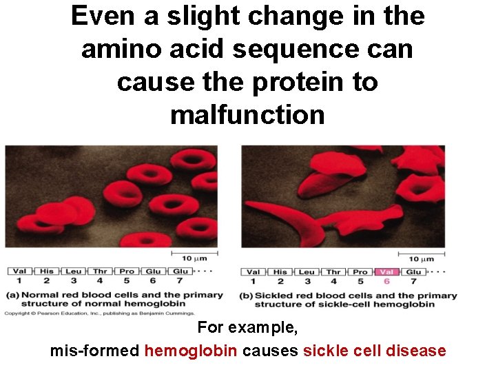 Even a slight change in the amino acid sequence can cause the protein to