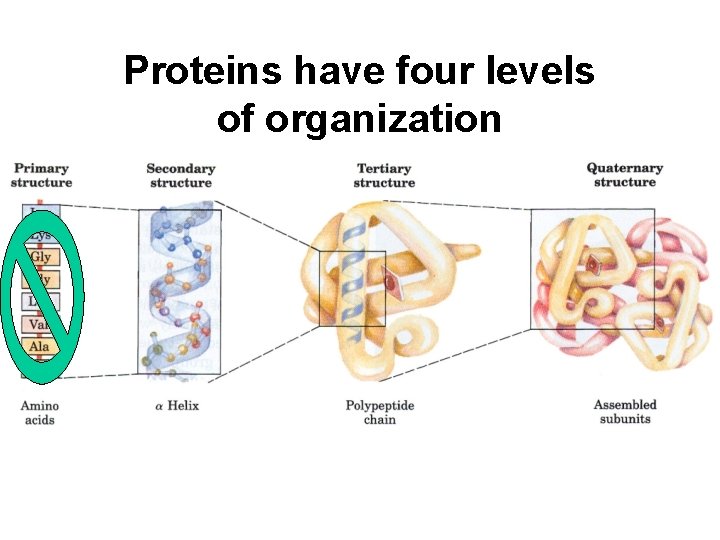 Proteins have four levels of organization 