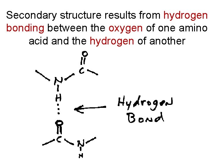 Secondary structure results from hydrogen bonding between the oxygen of one amino acid and