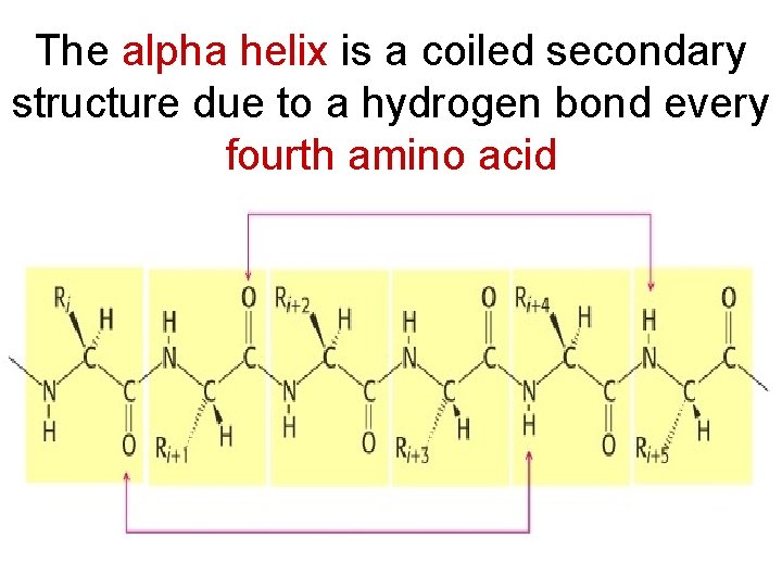 The alpha helix is a coiled secondary structure due to a hydrogen bond every