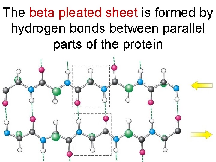 The beta pleated sheet is formed by hydrogen bonds between parallel parts of the