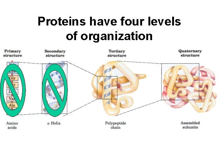 Proteins have four levels of organization 