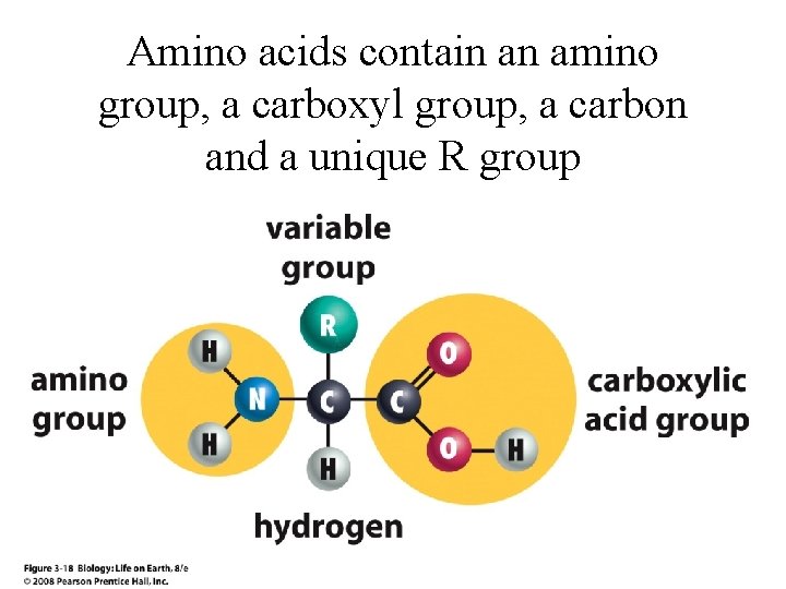 Amino acids contain an amino group, a carboxyl group, a carbon and a unique