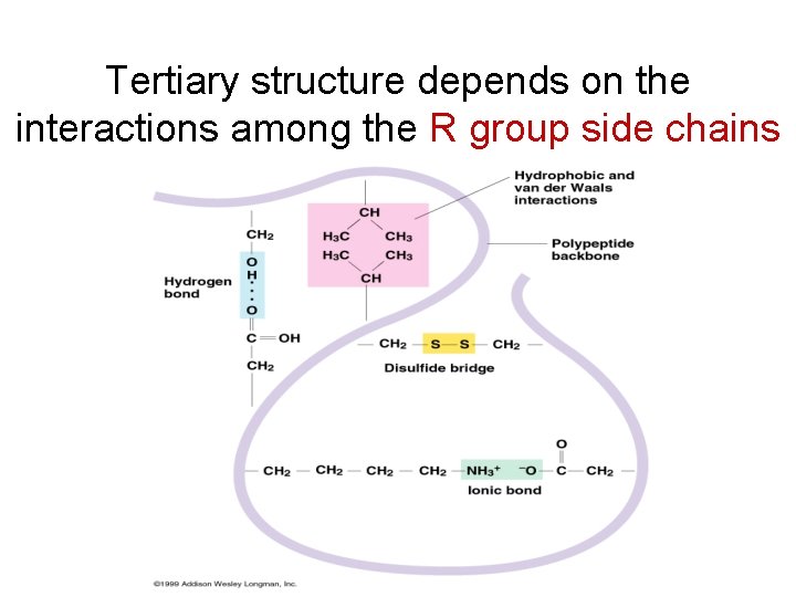 Tertiary structure depends on the interactions among the R group side chains 