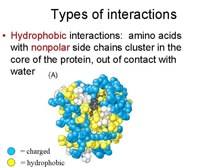 Types of interactions • Hydrophobic interactions: amino acids with nonpolar side chains cluster in