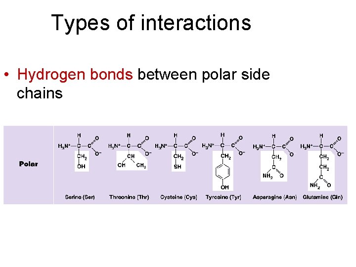 Types of interactions • Hydrogen bonds between polar side chains 