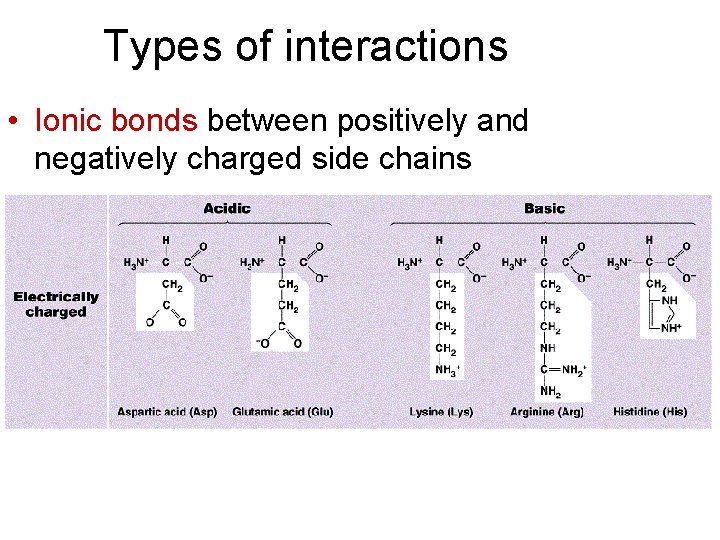 Types of interactions • Ionic bonds between positively and negatively charged side chains 