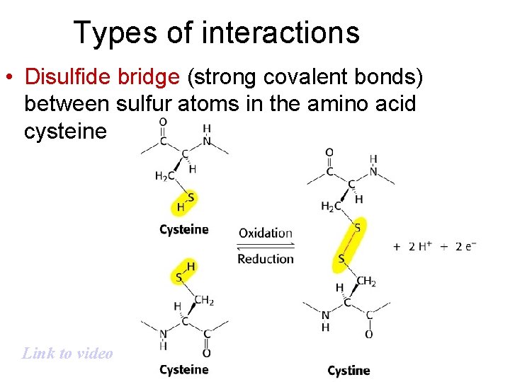 Types of interactions • Disulfide bridge (strong covalent bonds) between sulfur atoms in the