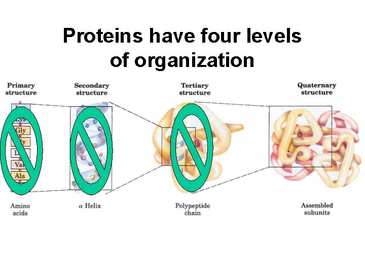Proteins have four levels of organization 