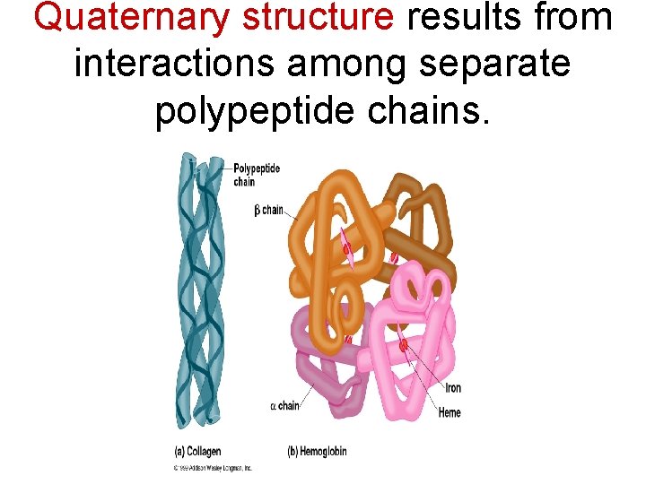 Quaternary structure results from interactions among separate polypeptide chains. 