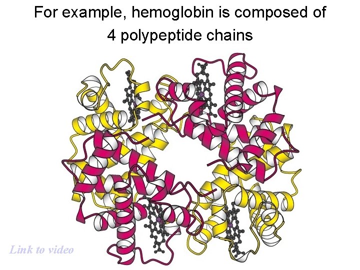 For example, hemoglobin is composed of 4 polypeptide chains Link to video 
