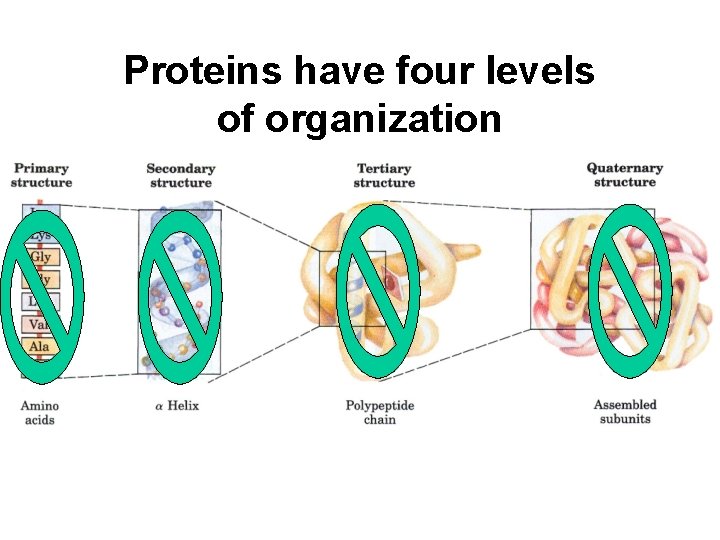 Proteins have four levels of organization 