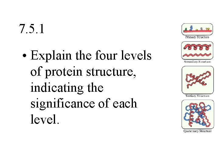 7. 5. 1 • Explain the four levels of protein structure, indicating the significance