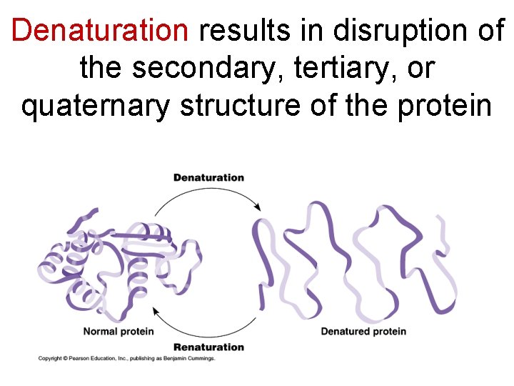 Denaturation results in disruption of the secondary, tertiary, or quaternary structure of the protein