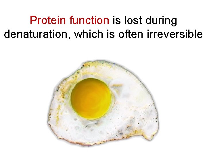 Protein function is lost during denaturation, which is often irreversible 